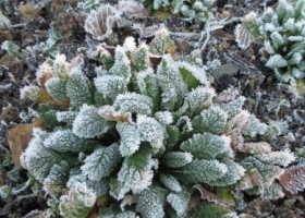 Frosty primrose