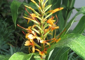 Hedychium coccineum 'Tara'