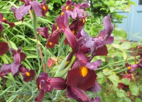 Beautiful Dutch irises