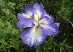 Iris ensata (2)