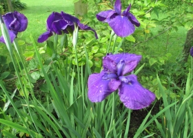 Iris ensata 'Purple Ease'