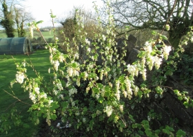 Ribes 'White Icicle'