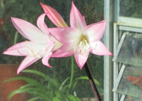 Amaryllis belladona